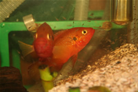 Jewel Cichlid (Breeding) Photo Gallery