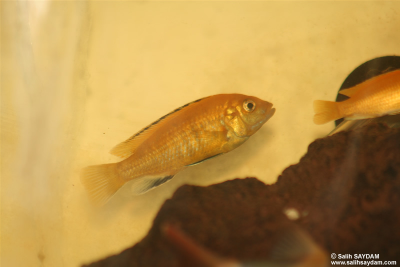 Electric Yellow Cichlid Photo Gallery 1