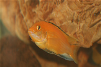 Electric Yellow Cichlid Photo Gallery 2