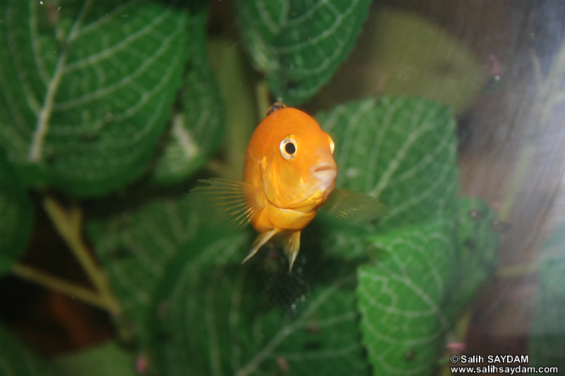 Electric Yellow Cichlid Photo Gallery 3
