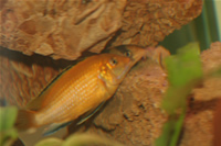 Electric Yellow Cichlid & Clown Loach Photo Gallery 1