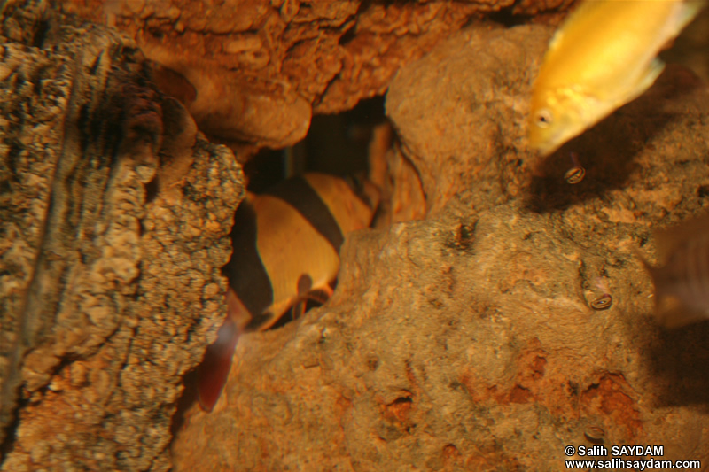 Electric Yellow Cichlid & Clown Loach Photo 2