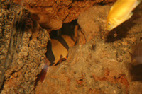 Electric Yellow Cichlid & Clown Loach Photo 2