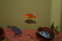 Electric Yellow Cichlid & Malawi Blue Dolphin Cichlid Photo Gallery