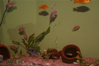 Electric Yellow Cichlid, Malawi Blue Dolphin Cichlid & Albino Zebra Cichlid Photo Gallery