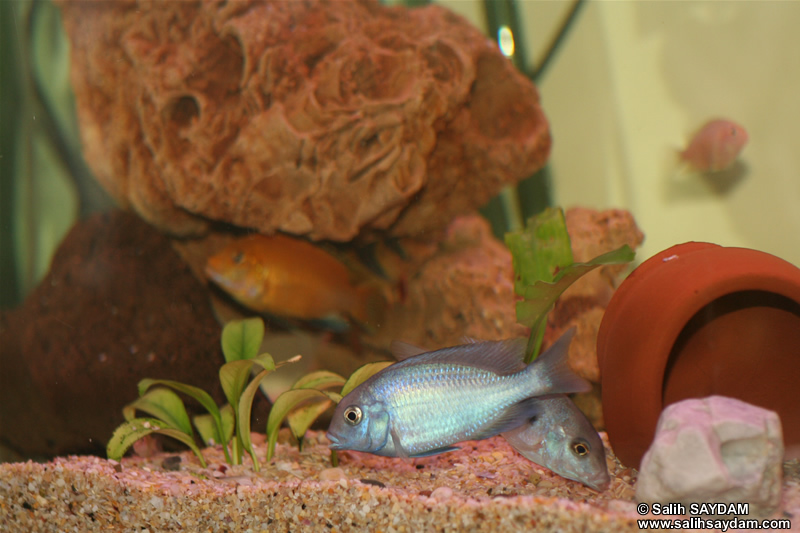 Electric Yellow Cichlid, Malawi Blue Dolphin Cichlid, Albino Zebra Cichlid & Clown Loach Photo Gallery