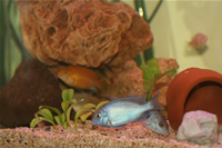 Electric Yellow Cichlid, Malawi Blue Dolphin Cichlid, Albino Zebra Cichlid & Clown Loach Photo Gallery