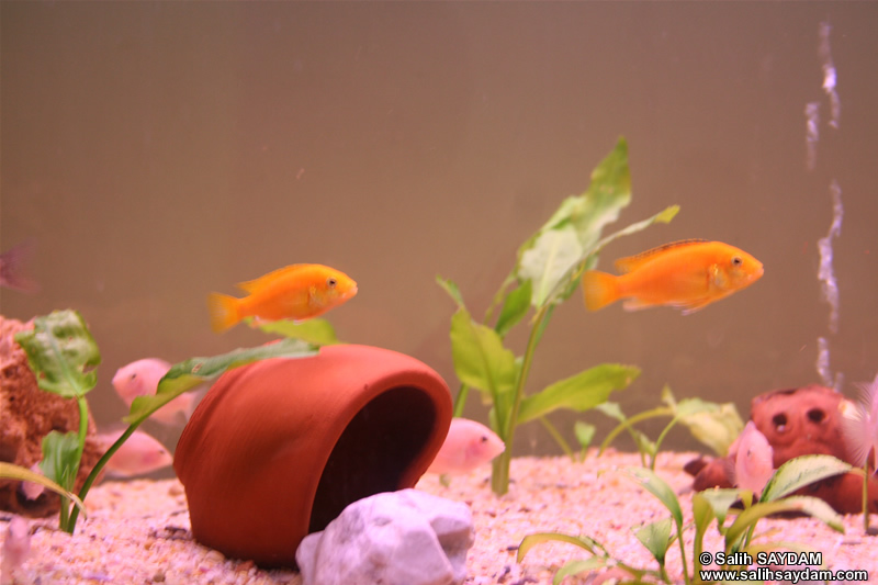 Electric Yellow Cichlid & Albino Zebra Cichlid Photo Gallery