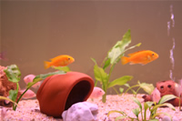 Electric Yellow Cichlid & Albino Zebra Cichlid Photo Gallery