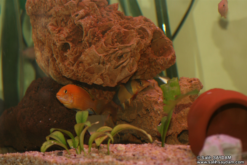 Electric Yellow Cichlid, Albino Zebra Cichlid & Clown Loach Photo Gallery