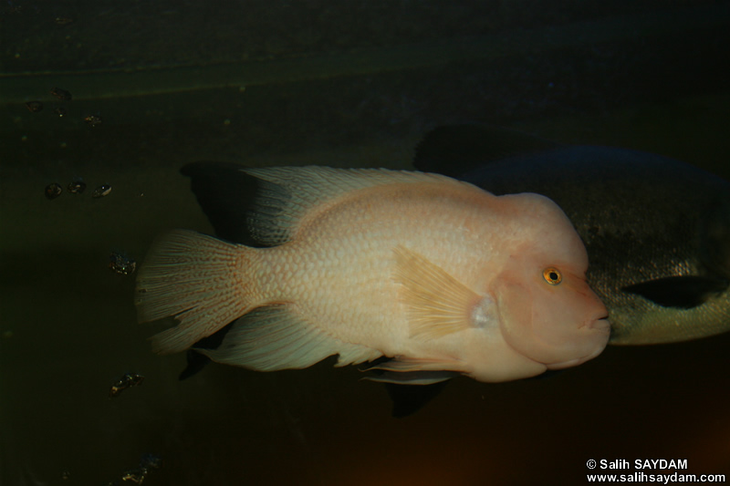 Red Devil Cichlid Photo Gallery