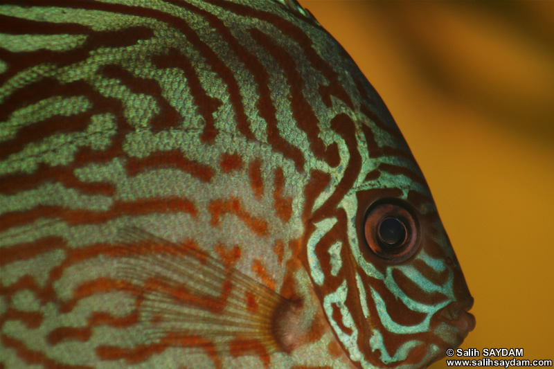 Red Turquoise Discus Photo Gallery 2