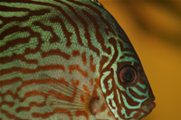 Red Turquoise Discus Photo Gallery 2