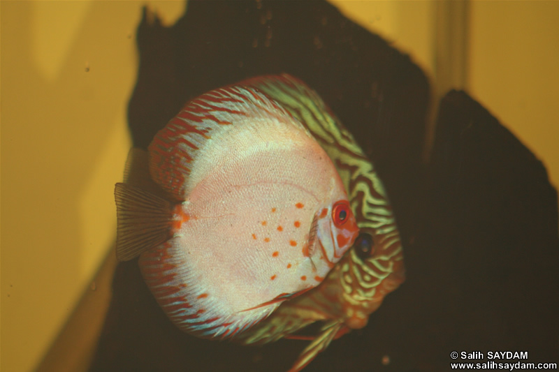 Red Turquoise Discus ve White Pigeon Discus Fotoraf Galerisi