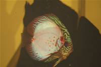 Red Turquoise Discus ve White Pigeon Discus Fotoraf Galerisi