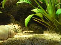 Pleco Photo Gallery 1