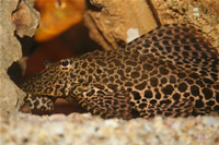 Pleco Photo Gallery 4