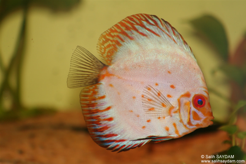 White Pigeon Discus Photo Gallery 1