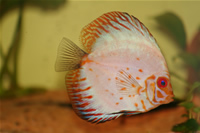 White Pigeon Discus Photo Gallery 1