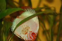 White Pigeon Discus Photo Gallery 2