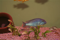 Malawi Blue Dolphin Cichlid Photo Gallery 1