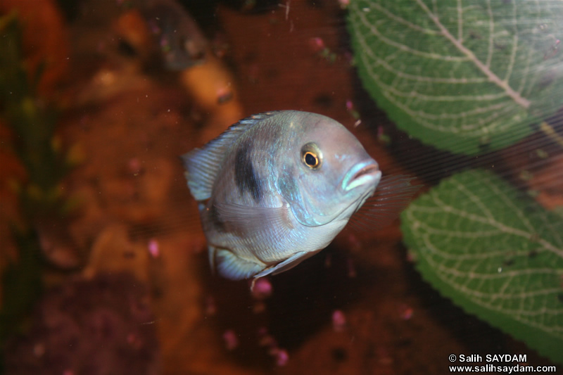 Malawi Blue Dolphin Cichlid Photo Gallery 2