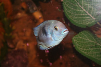 Malawi Blue Dolphin Cichlid Photo Gallery 2