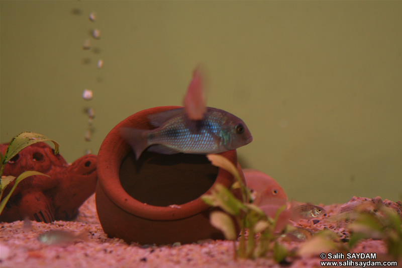 Malawi Blue Dolphin Cichlid & Albino Zebra Cichlid Photo Gallery