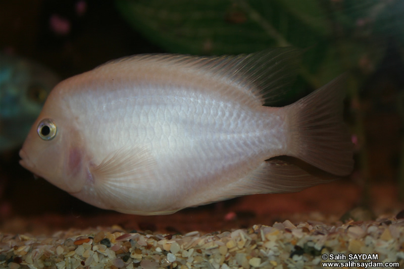 Albino Zebra Cichlid Photo Gallery 2