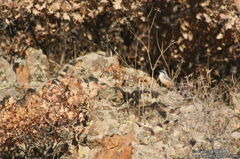 Alicin Canyon Photo Gallery 17 (Ankara, Kizilcahamam, Celtikci)