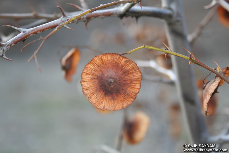 Alicin Canyon Photo Gallery 18 (Ankara, Kizilcahamam, Celtikci)