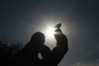 Hands Statue Photo Gallery (Ankara, Abdi Ipekci Park)