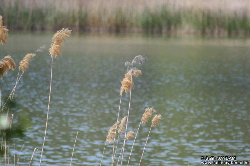 Lake of Eymir Photo Gallery 3 (Ankara)