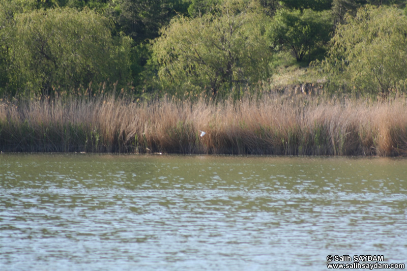 Lake of Eymir Photo Gallery 4 (Ankara)