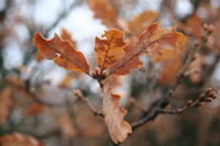 Soguksu National Park Photo Gallery 4 (Ankara, Kizilcahamam)