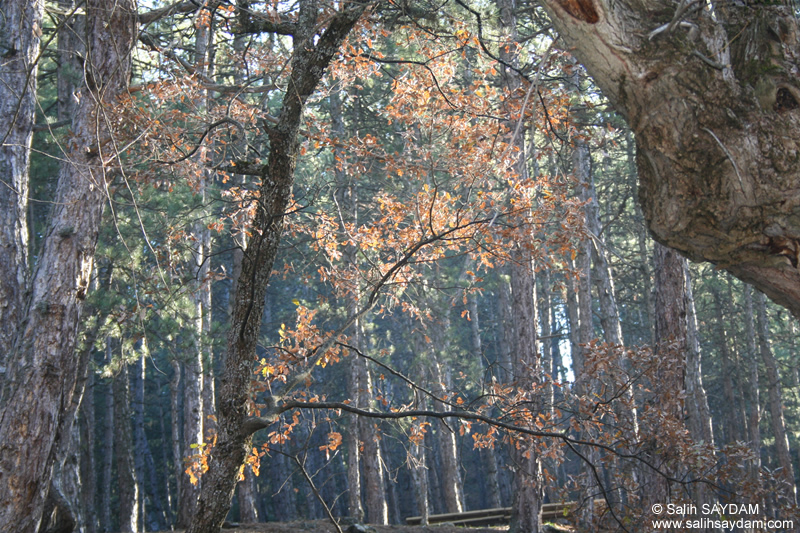 Soguksu National Park Photo Gallery 2 (Ankara, Kizilcahamam)