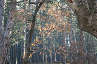 Soguksu National Park Photo Gallery 2 (Ankara, Kizilcahamam)