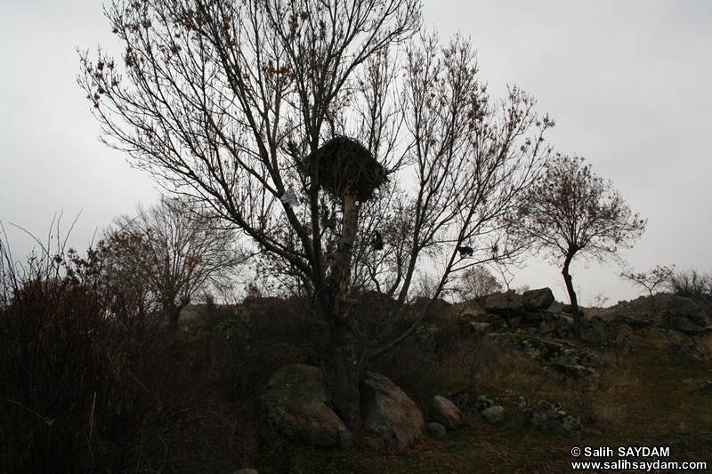Taslica Village Photo Gallery 8 (Bird Nest) (Ankara, Kizilcahamam)