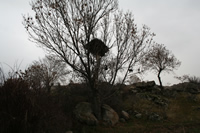 Taslica Village Photo Gallery 8 (Bird Nest) (Ankara, Kizilcahamam)