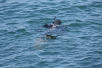 Diver Photo Gallery (Bartin, Amasra)