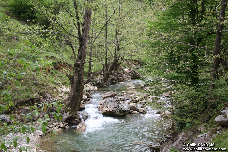 Ulukaya Fotoraf Galerisi 3 (Ulus ay) (Bartn, Ulus)