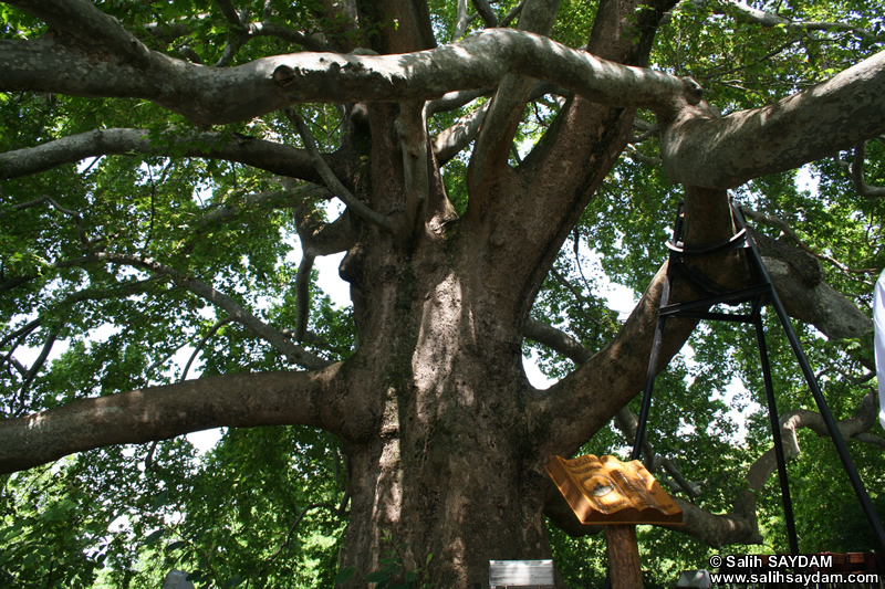 Historical Plane Tree (Platanus Orientalis) Photo Gallery 1 (Bursa)