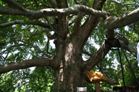 Historical Plane Tree (Platanus Orientalis) Photo Gallery 1 (Bursa)