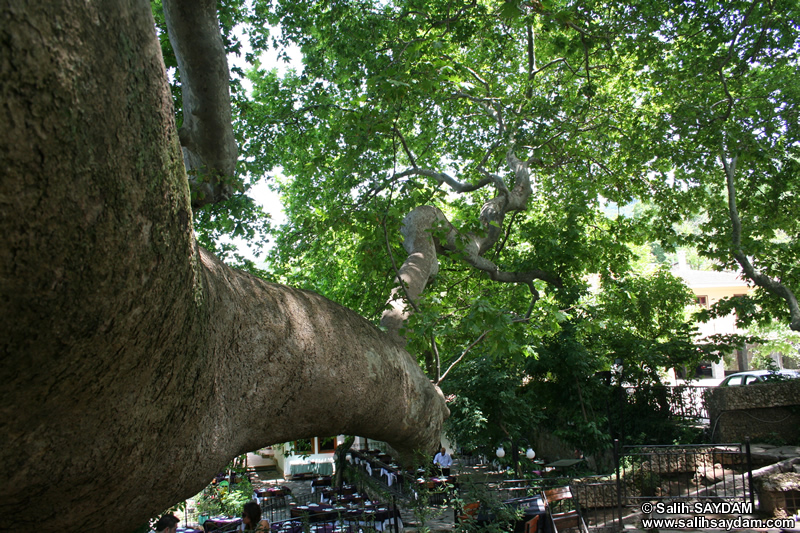 Historical Plane Tree (Platanus Orientalis) Photo Gallery 2 (Bursa)