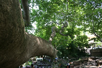 Historical Plane Tree (Platanus Orientalis) Photo Gallery 2 (Bursa)