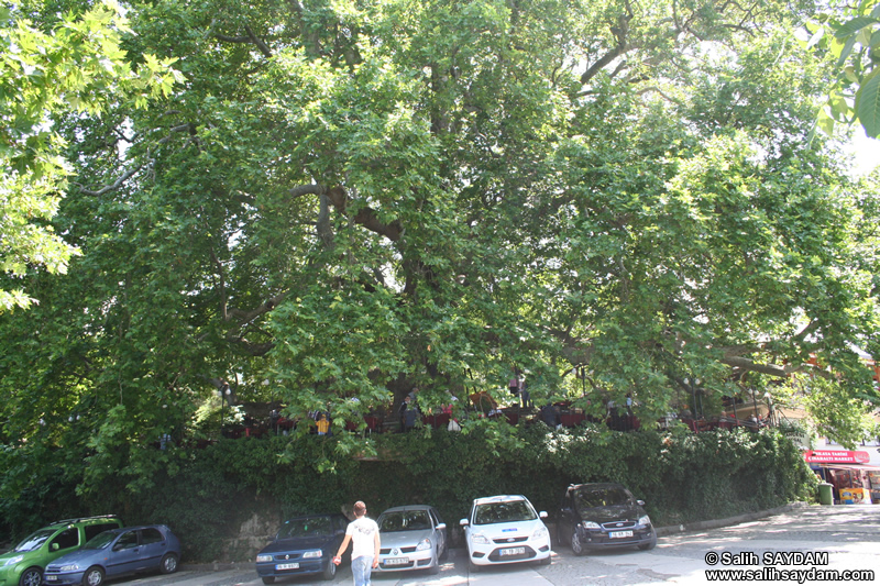 Historical Plane Tree (Platanus Orientalis) Photo Gallery 3 (Bursa)