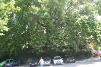 Historical Plane Tree (Platanus Orientalis) Photo Gallery 3 (Bursa)