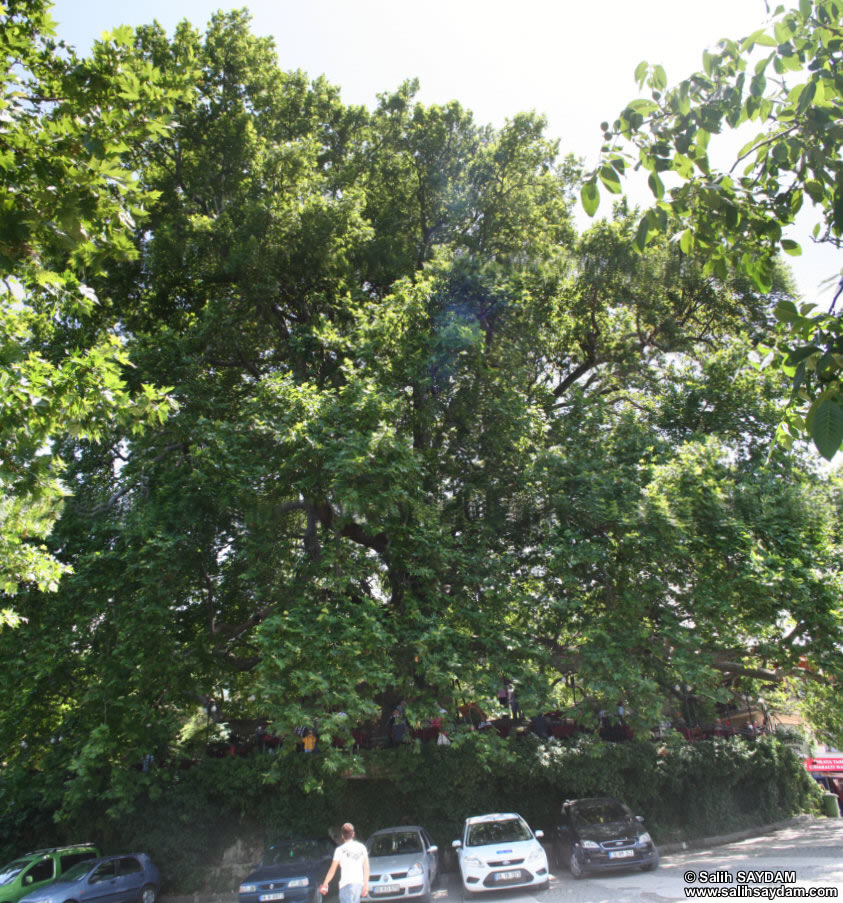 Historical Plane Tree (Platanus Orientalis) Photo Gallery 4 (Bursa)