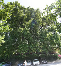 Historical Plane Tree (Platanus Orientalis) Photo Gallery 4 (Bursa)