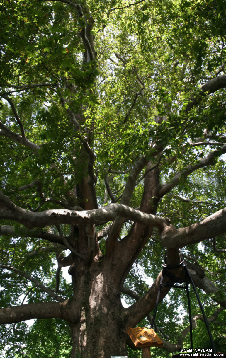 Vertical Panorama #01 about the Historical Plane Tree (Platanus Orientalis) which is 600 years old, 35m long, 3m in diameter and 920m in circumference.